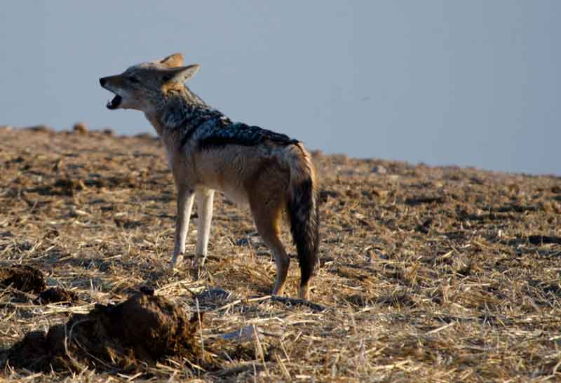 Chacal - parque nacional de Etosha - Namibia 4.jpg